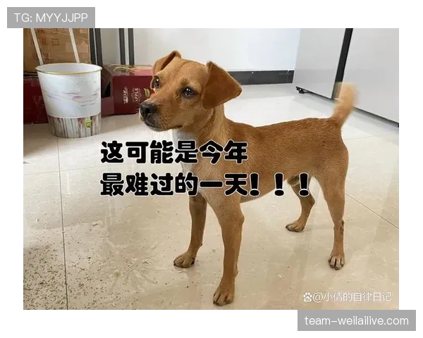 蒋圣龙家的狗都比你自律 蒋圣龙家的狗都比你自律