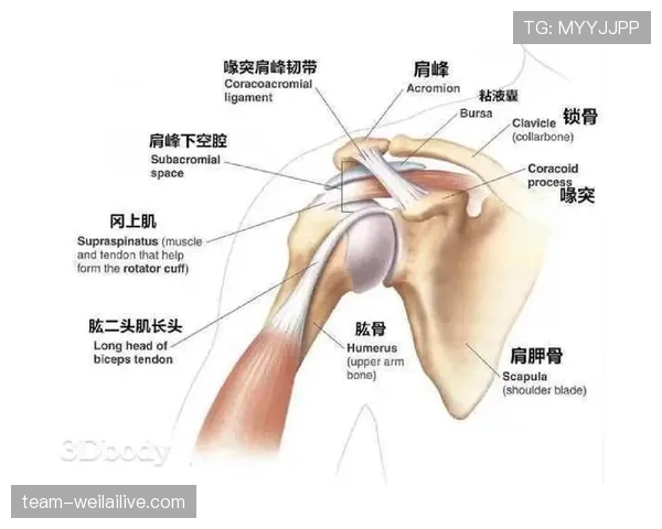克罗地亚世界杯关键力量集中在哪里 克罗地亚世界杯关键力量集中在哪里